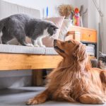 Nuôi chó mèo ở chung cư: Luật có cấm không?
