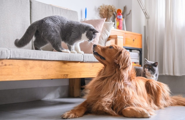Nuôi chó mèo ở chung cư: Những quy định quan trọng